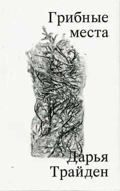 Gribnye mesta